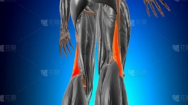 三镇官方：贝维斯右股二头肌损伤，预计恢复时间为2-3周